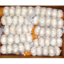 Fresh Good Quality Pure White Garlic (4.5cm)